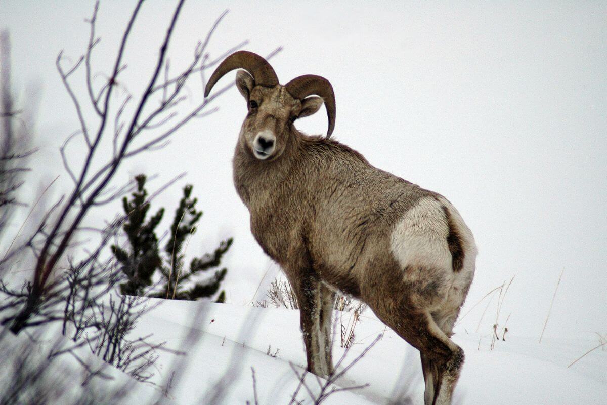 A bighorn sheep, one of the common Montana winter animals, stands on a snowy hill at Yellowstone National Park.