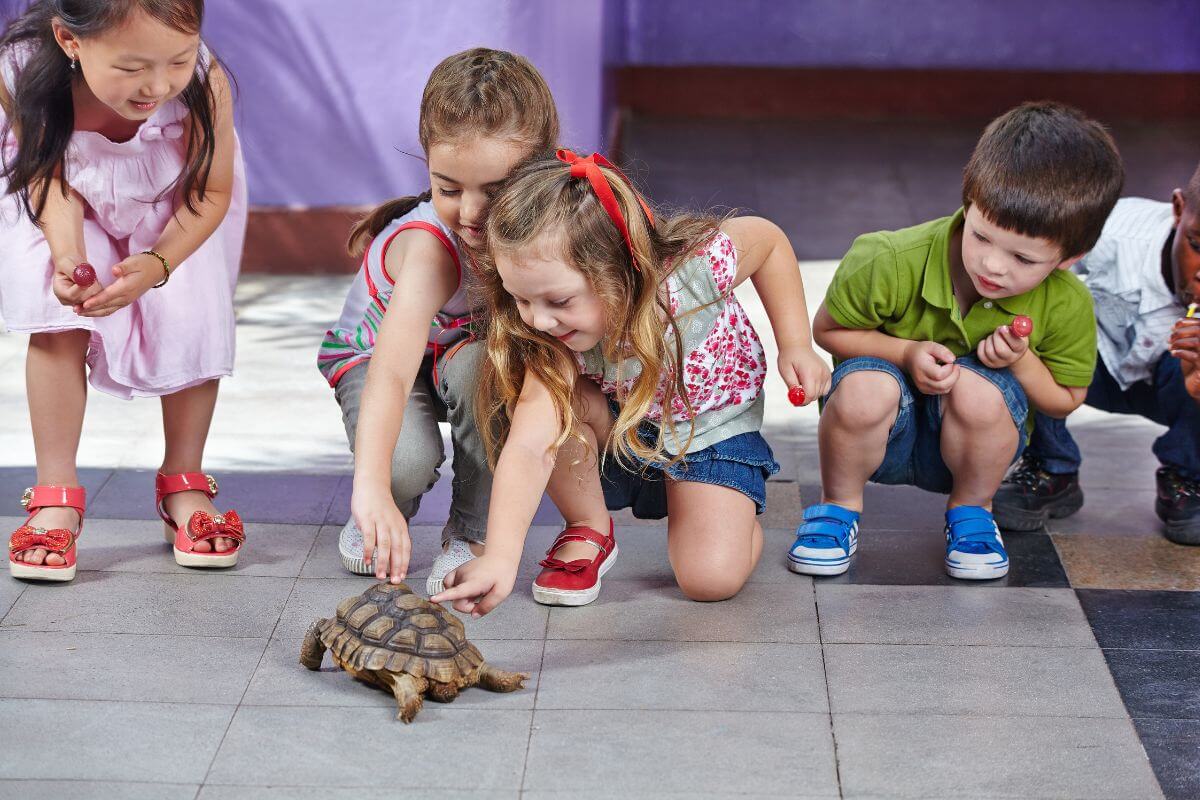 A group of children playing with a tortoise at ZooMontana's ZooSchool.