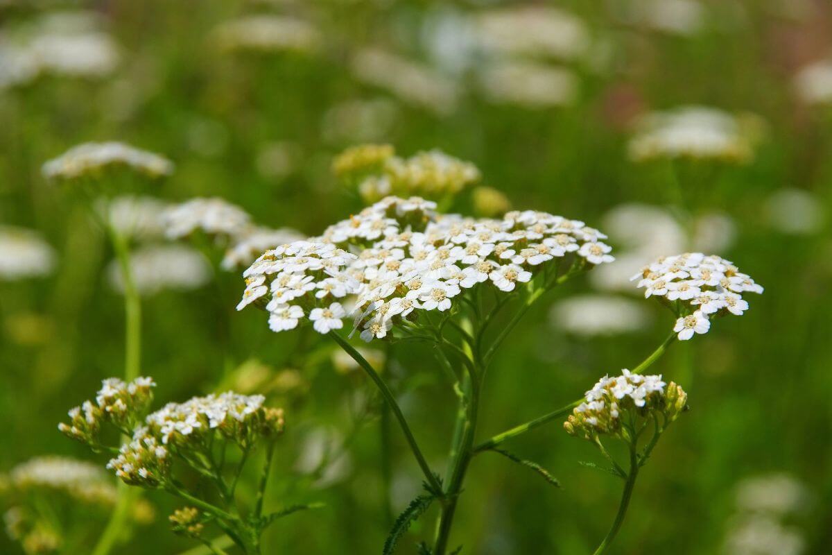 An up-close view of Yarrow wildflowers in a open forest in Montana