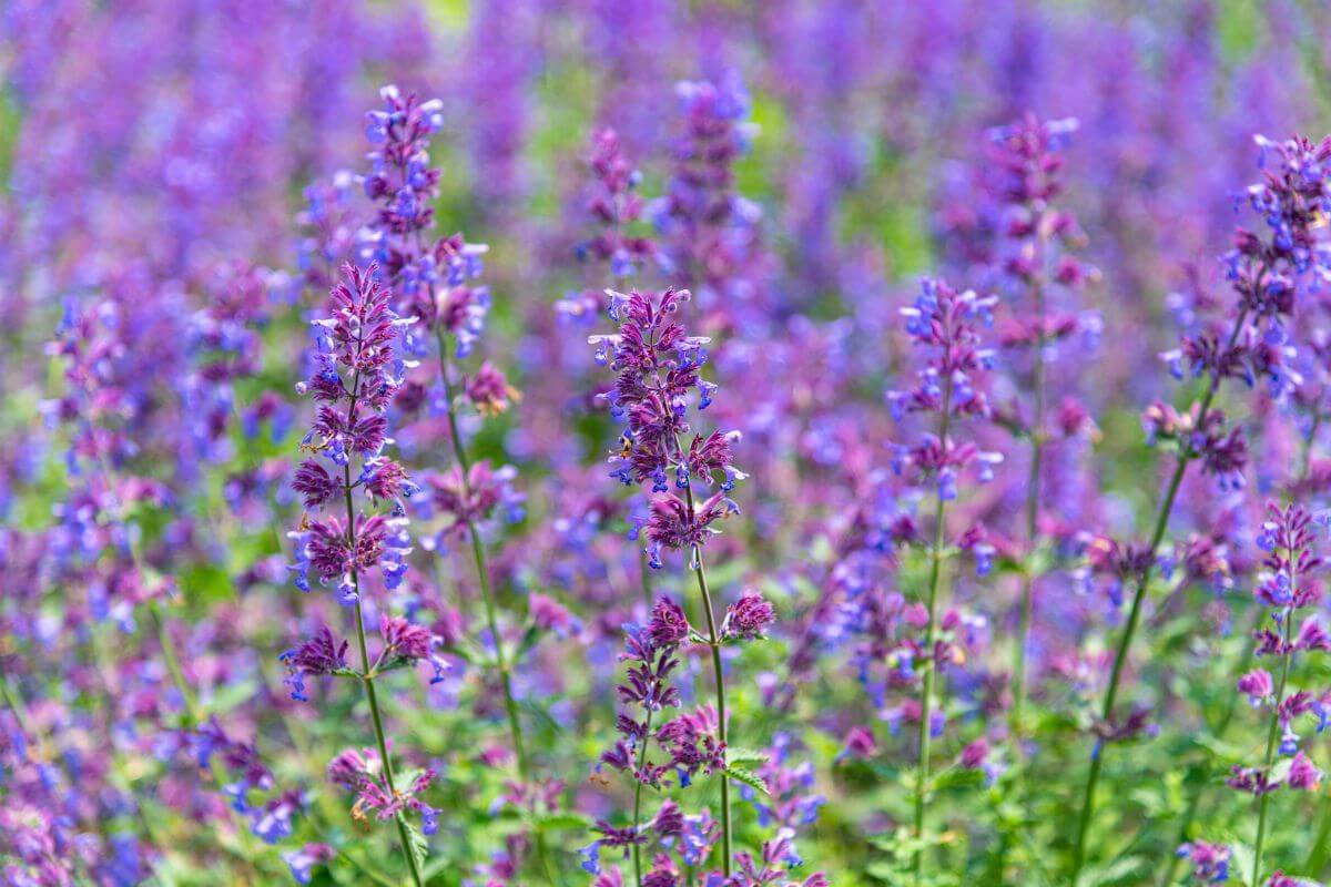 A field of purple Catnip in Montana