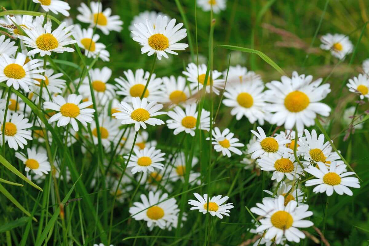 A cluster of white Oxeye Daisy wildflowers in the Montana prairie