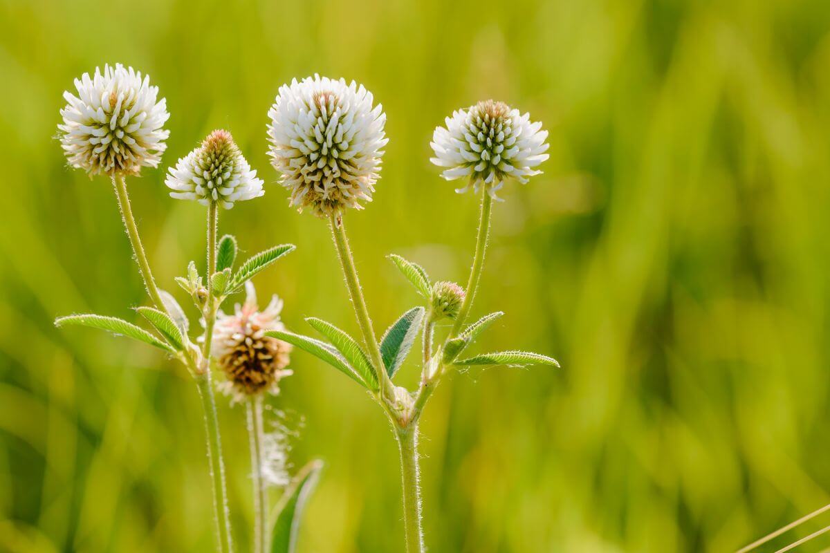 A close up of a pair of White Clover wildflowers in a Montana pasture
