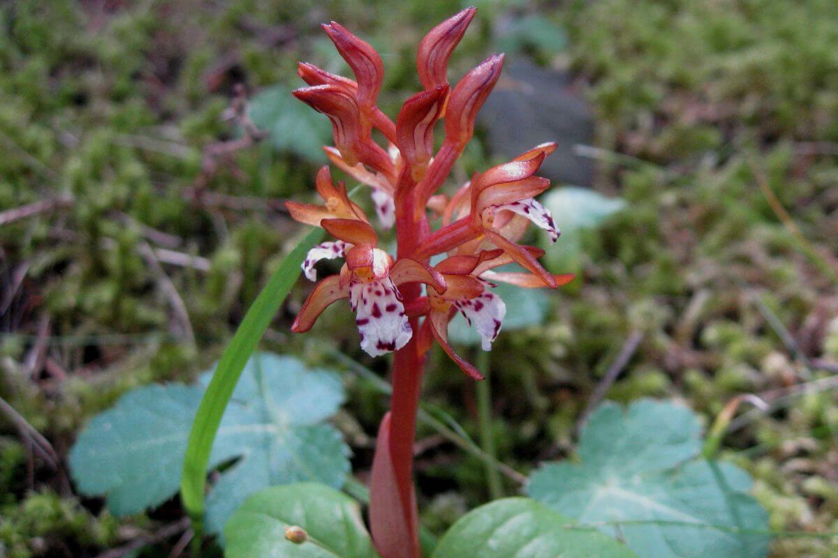 A Spotted Coralroot wildflower grows in the Montana bush