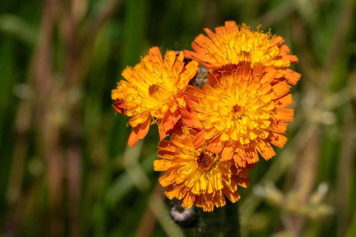 A close up of Orange Hawkweed flowers in an open field in Montana
