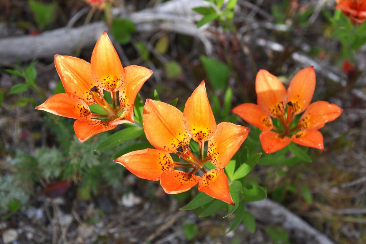 A trio of Wood Lilies with black spots in a wooded area in Montana