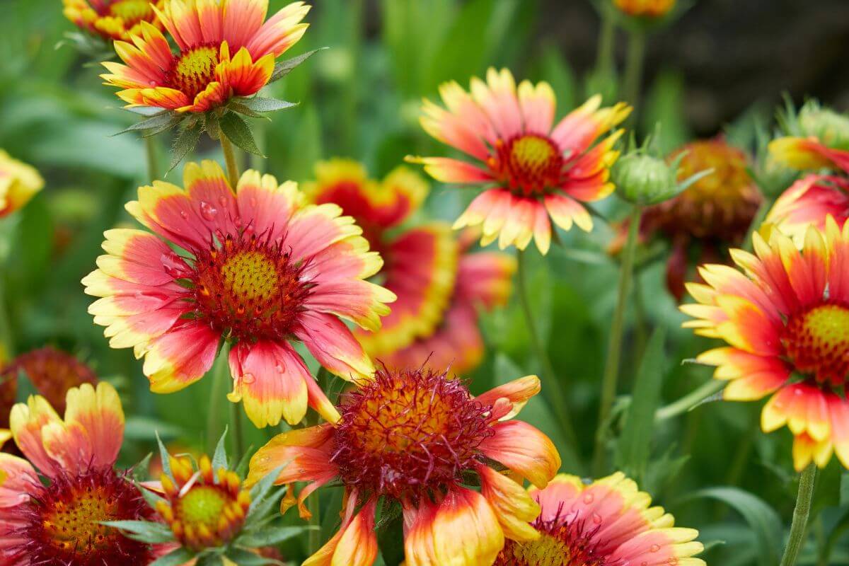 A cluster of Blanket Flowers in a Montana garden