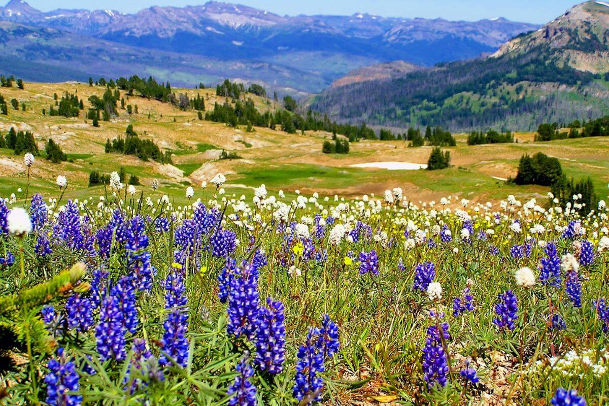 A field of purple and white wildflowers amid Montana's glorious landscape 