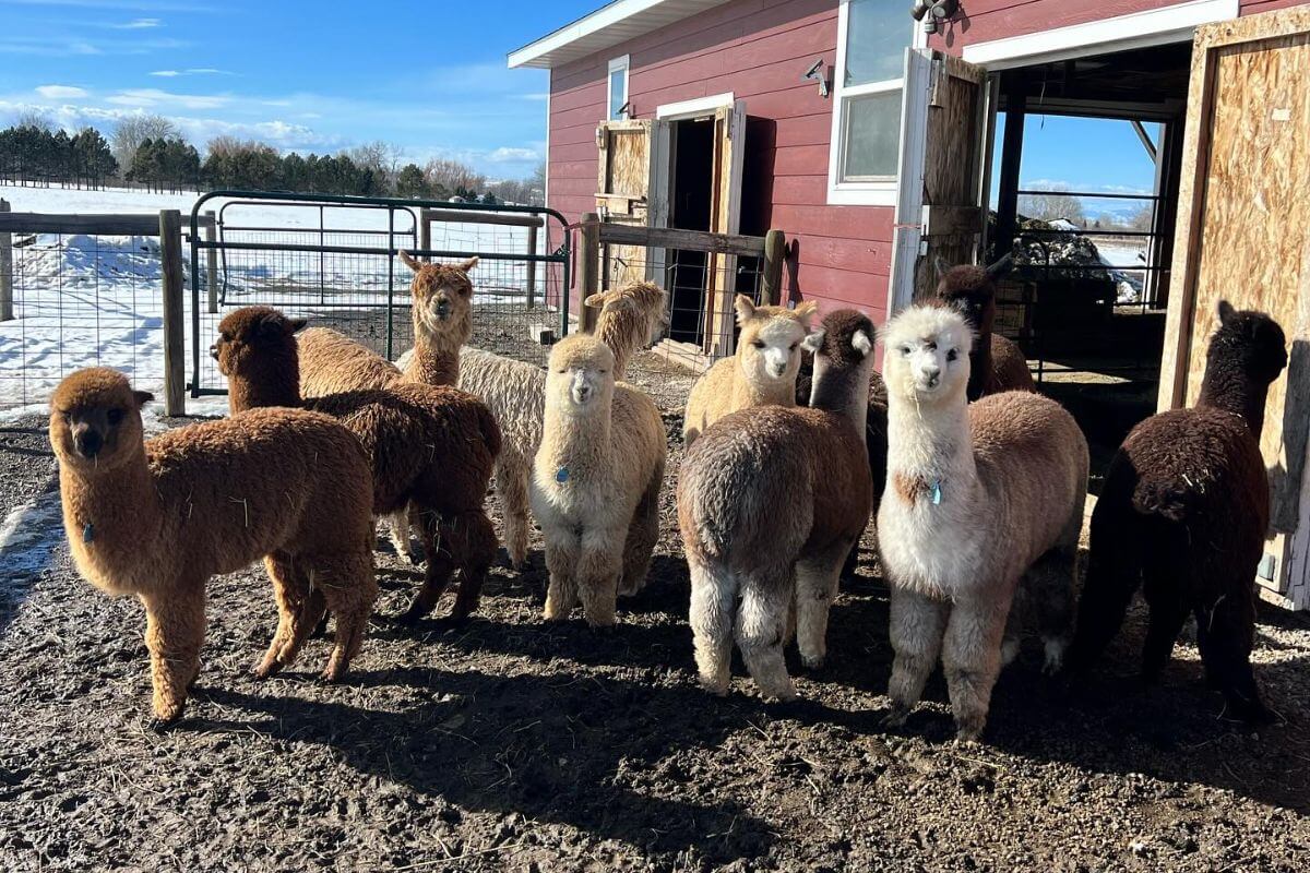 A group of Montana alpacas gathered outside a barn at Alpacas of Montana, an alpaca farm.