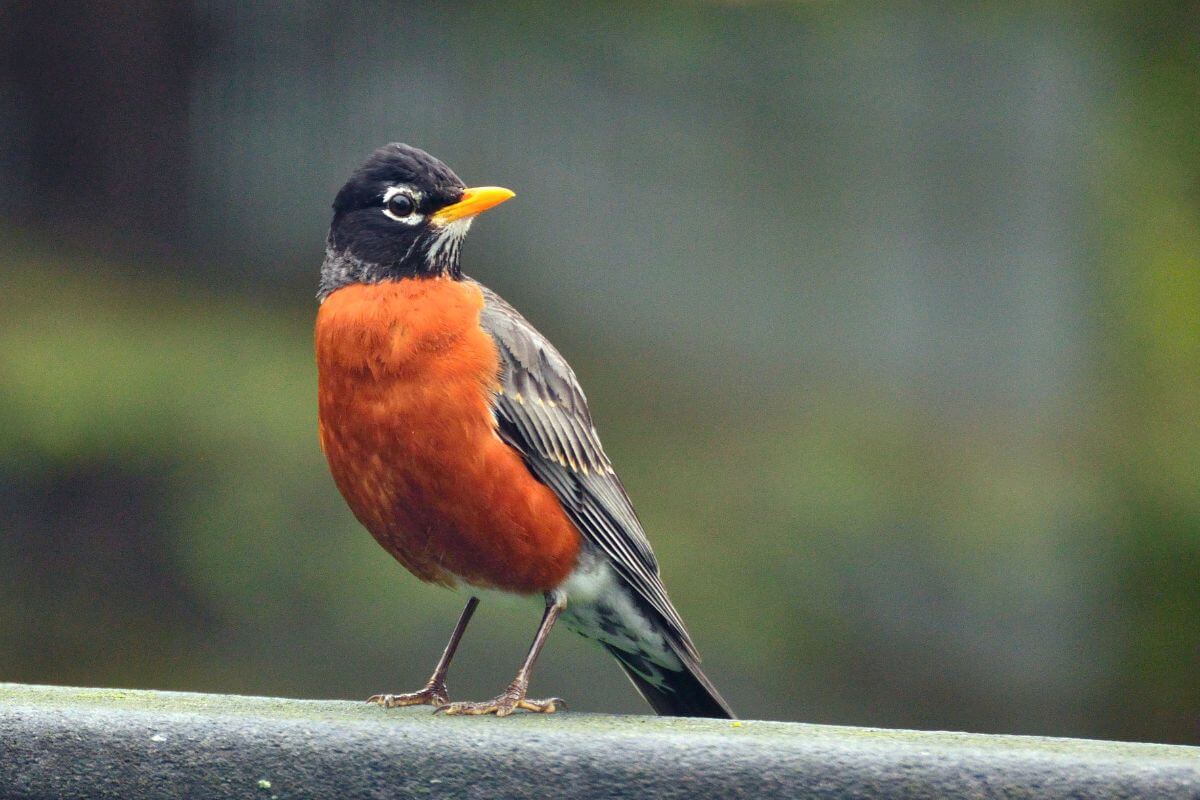An American robin perched on a ledge in Montana