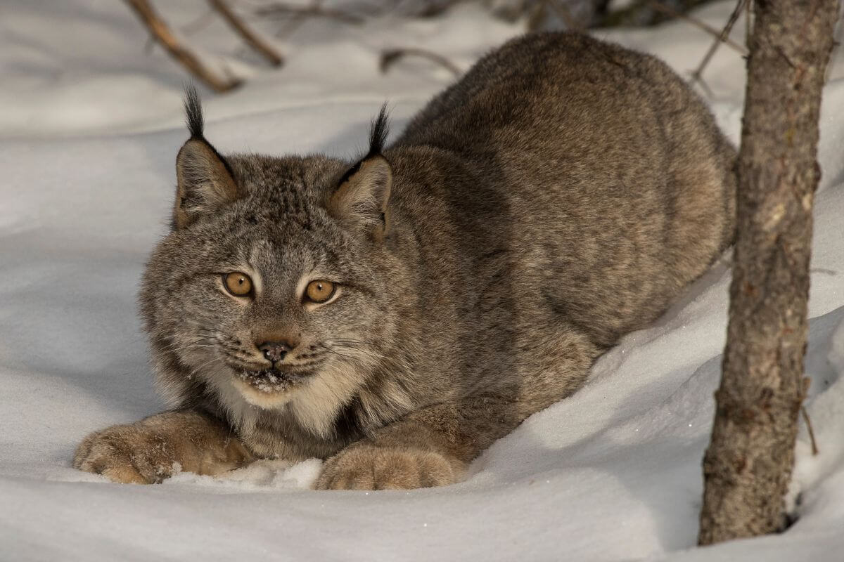 A Canada Lynx lying in the snow, peering intently forward with its striking amber eyes.