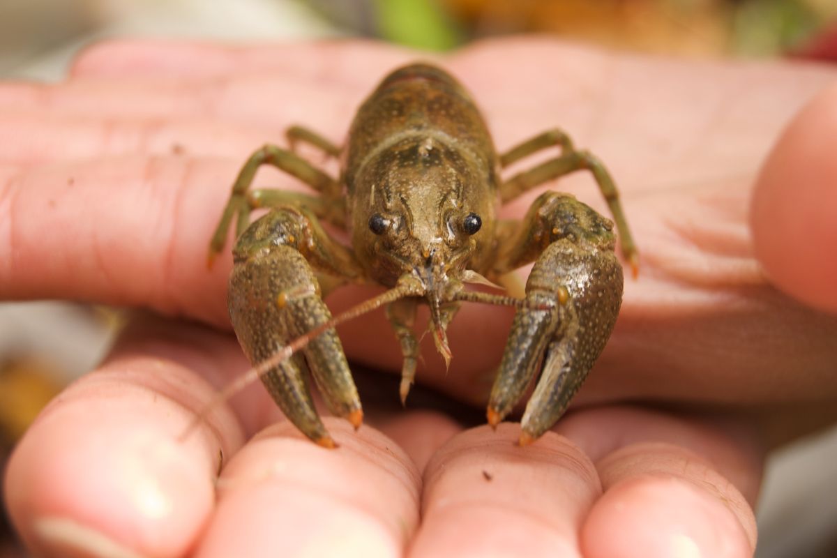 A close-up image of a rusty crayfish, one of Montana's invasive species, being held gently in a person's hands.