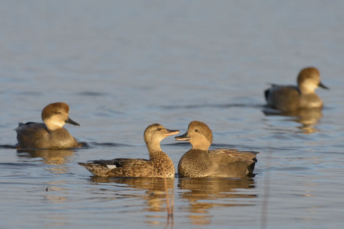 Four Montana gadwall ducks floating on calm water.
