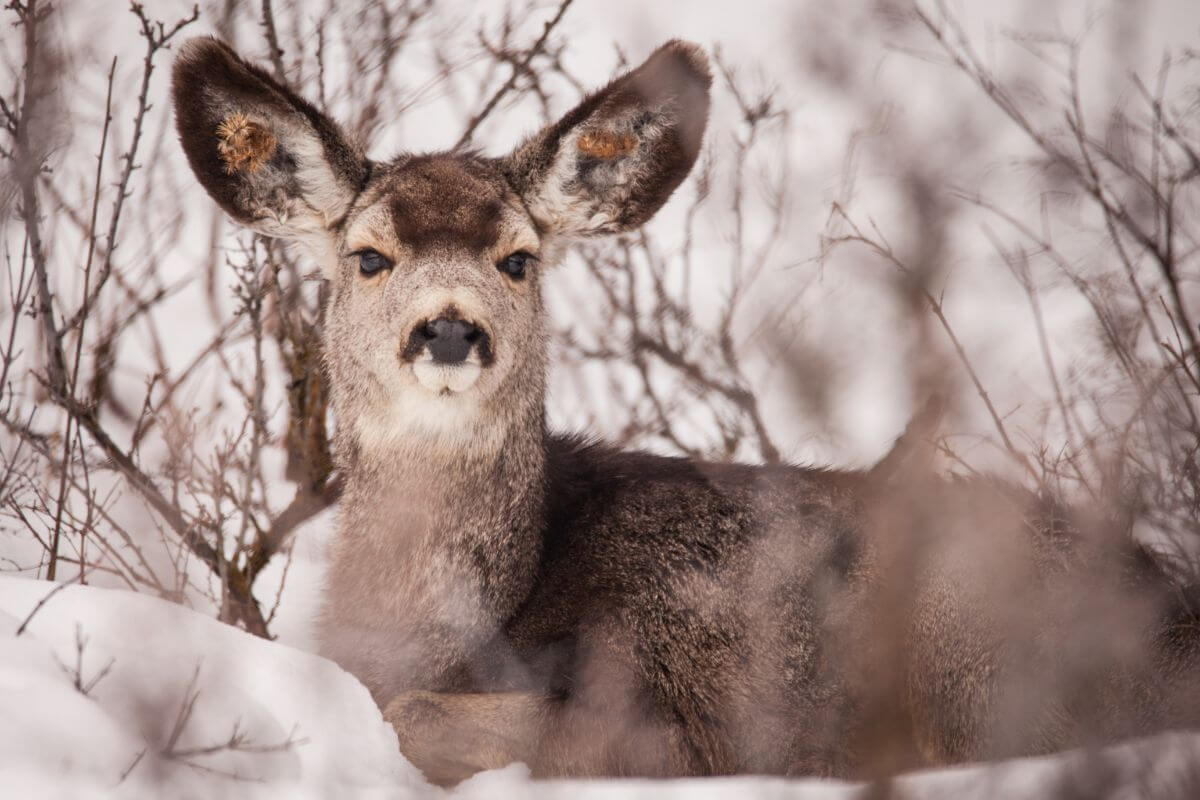 A white-tailed deer, one of the common Montana winter animals, lies on snow-covered ground, surrounded by bare, wintry branches.
