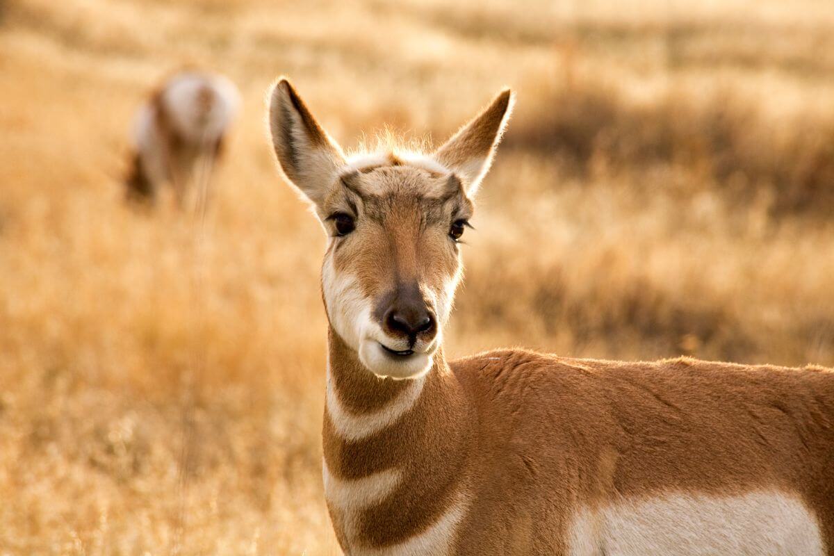 A close-up of an antelope doe standing in a Montana field