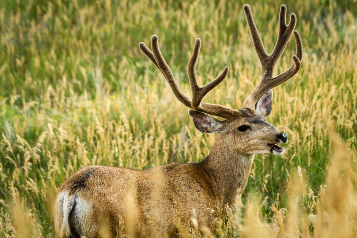 
A mule deer stands in the tall grass of a Montana field.