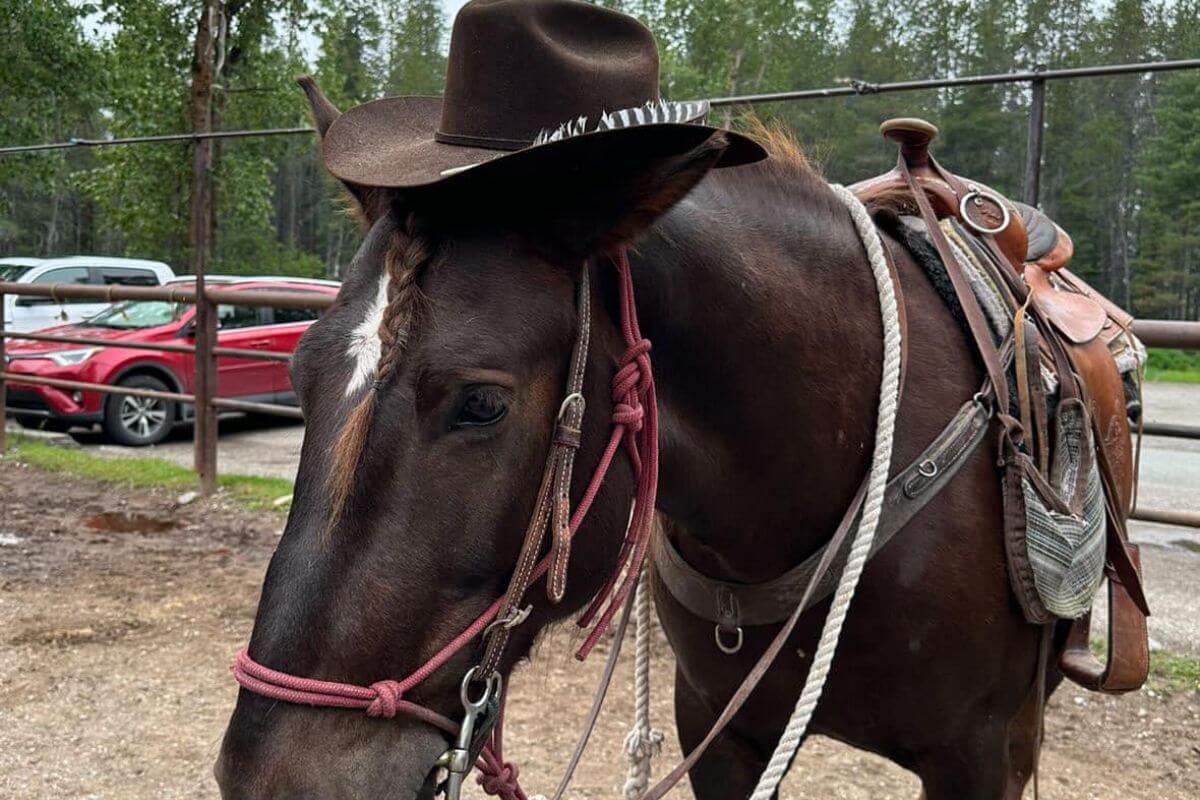 A horse wearing a cowboy hat and fitted with a western saddle and reins stands in a pen at Swan Mountain Outfitters.