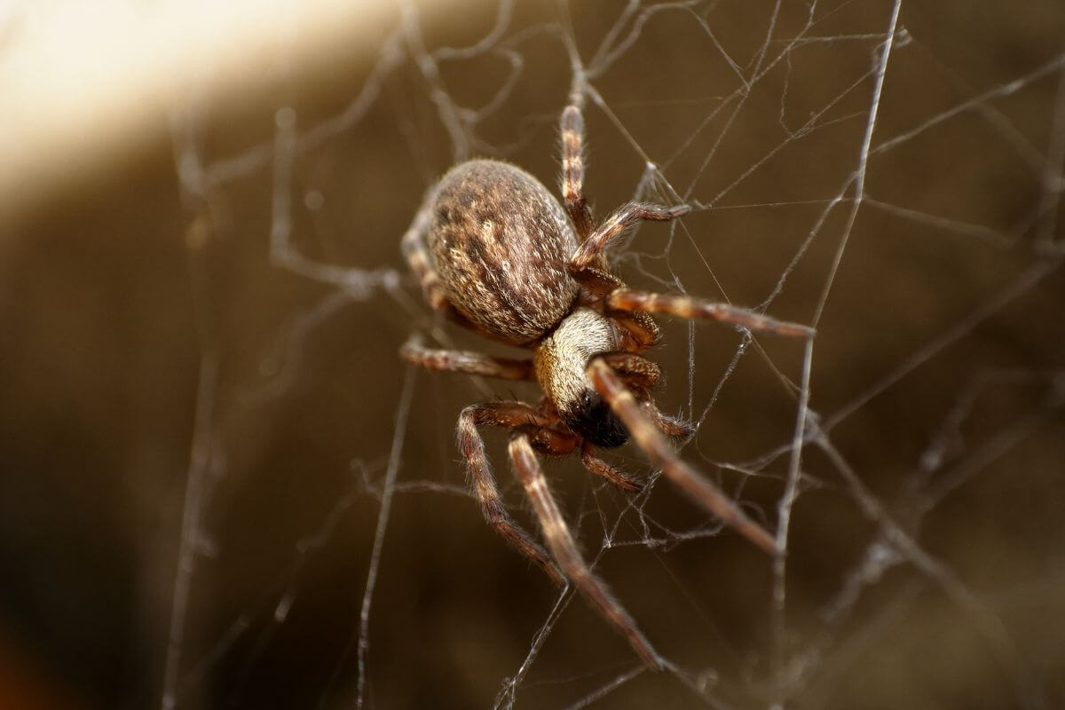 A Montana house spider hanging on its web.