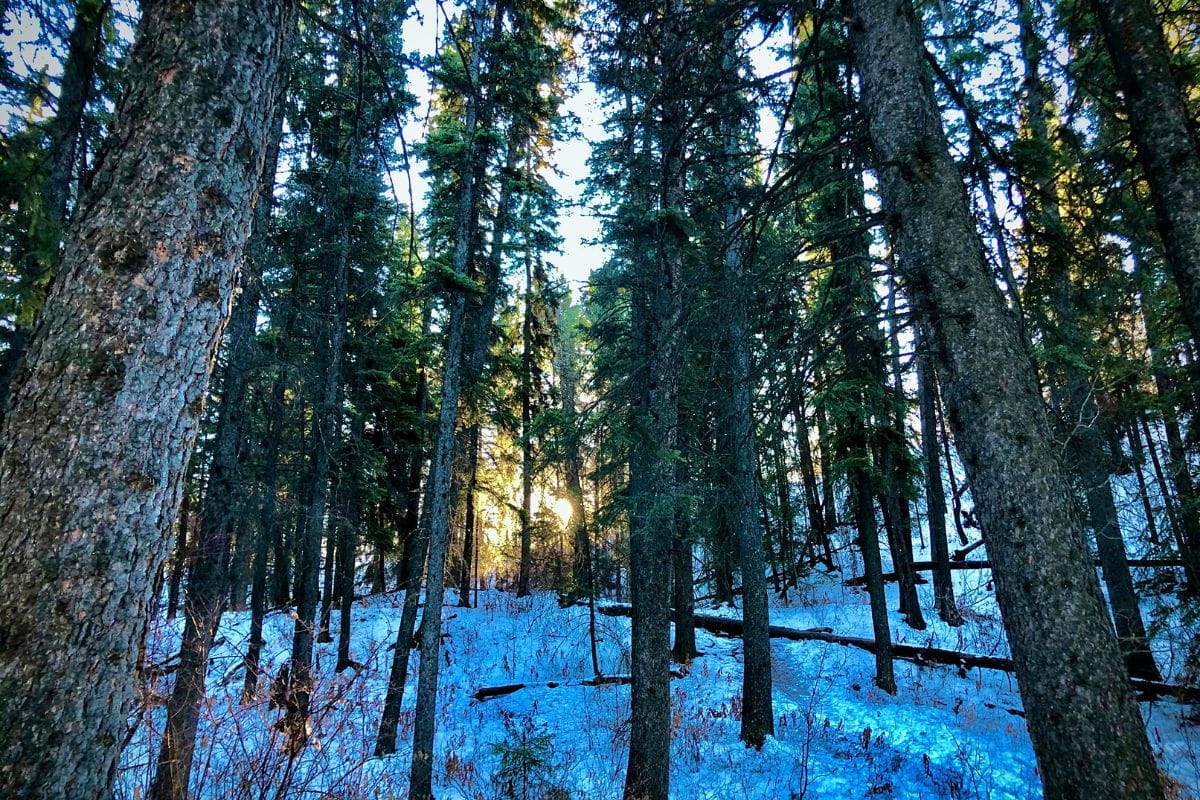 The sun is shining through Lodgepole trees in a snowy forest of Montana.