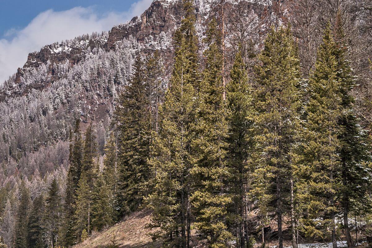 A cluster of pine trees on a hillside in Montana.