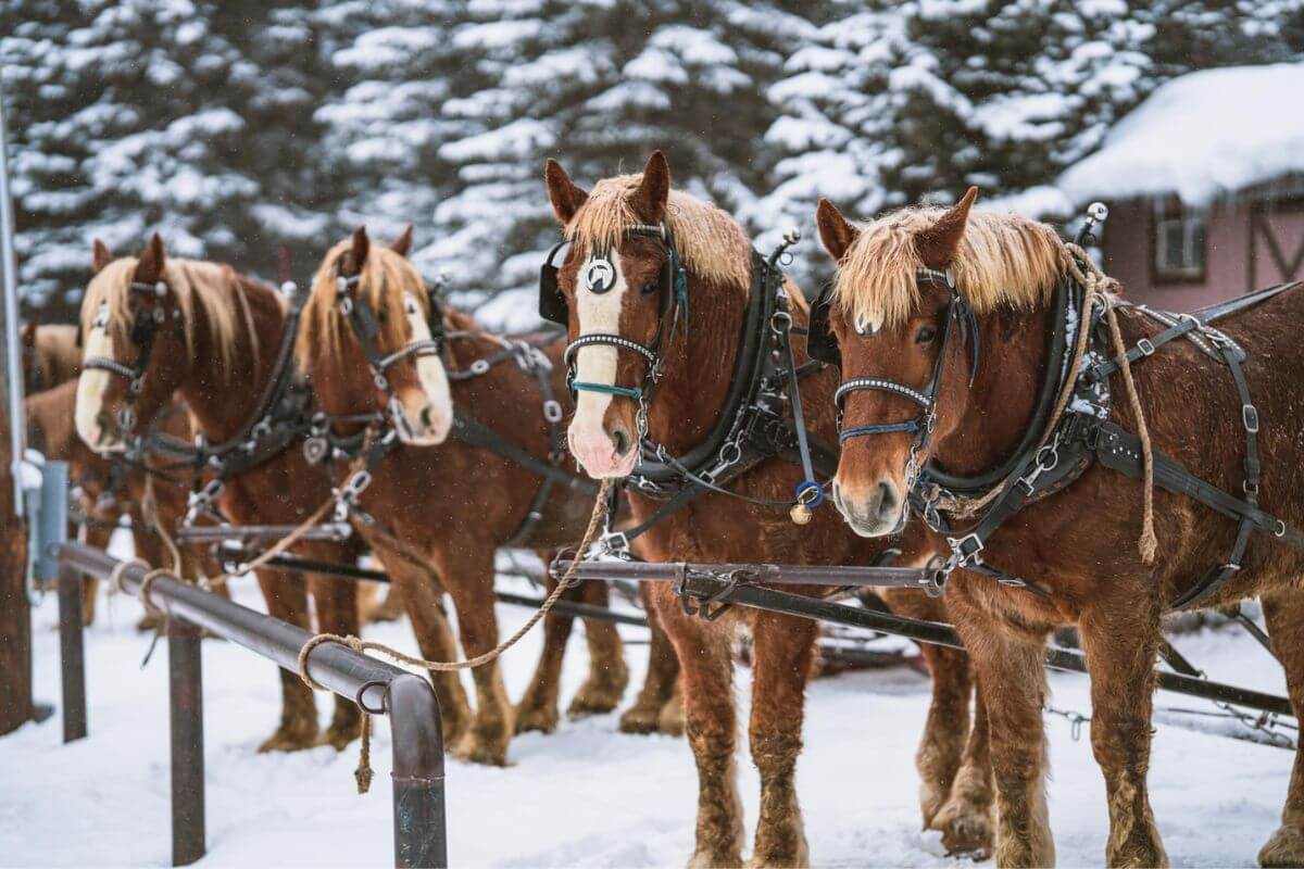 Four brown horses in harnesses stand hitched to a metal rail in the snow. Snow-covered pine trees and a wooden structure are in the background.