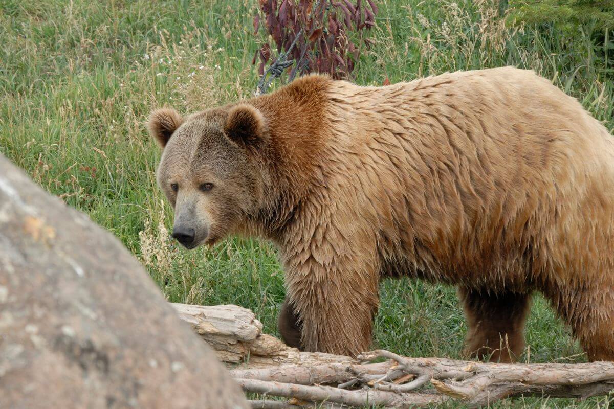 An adult Montana grizzly stands on a grassy field by a large rock during bear hunting season 