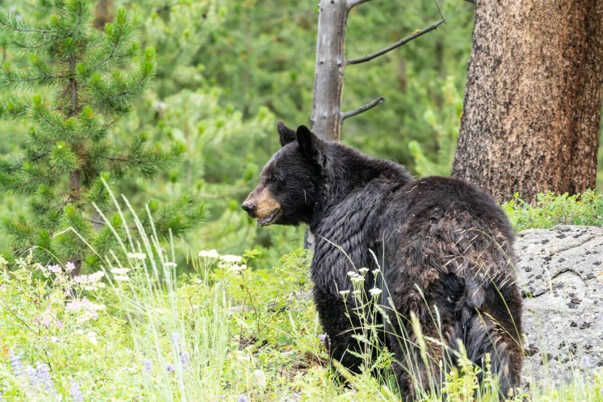 A solitary black bear is sighted in a meadow during spring bear hunting season in Montana.