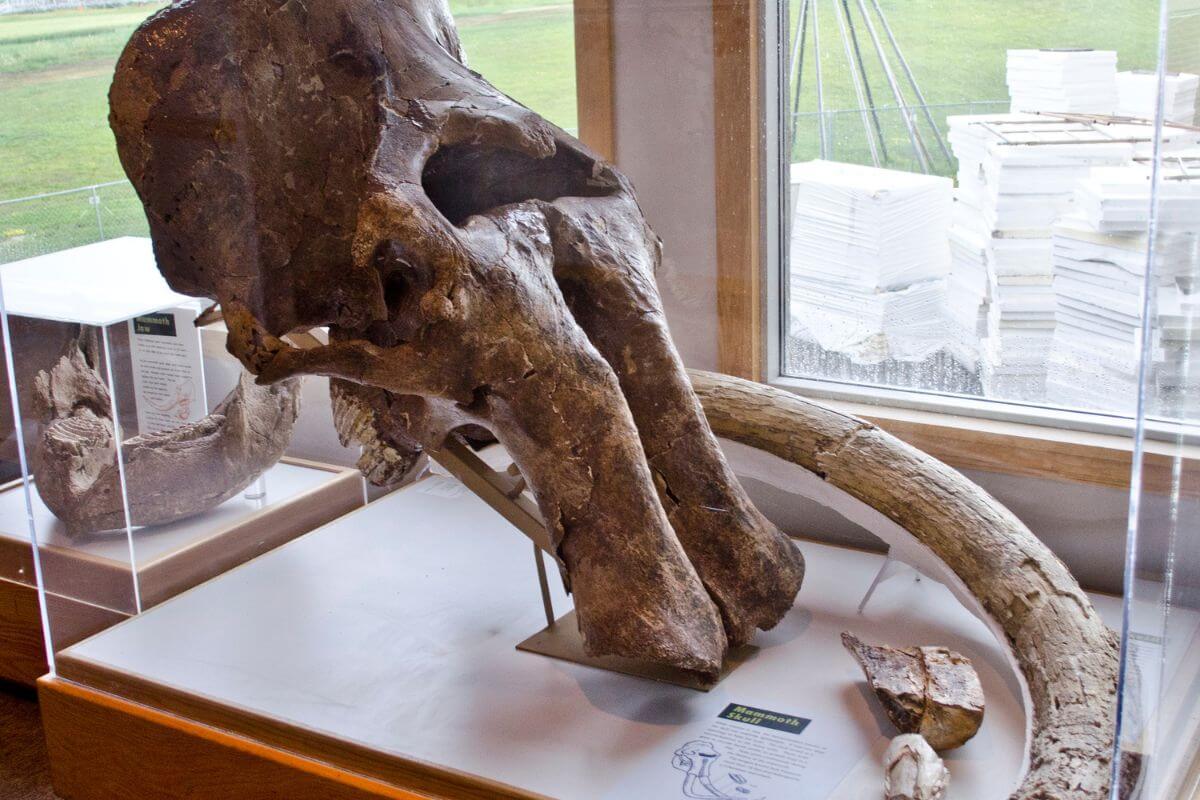Preserved mammoth tusk and molars on display at a Montana museum.