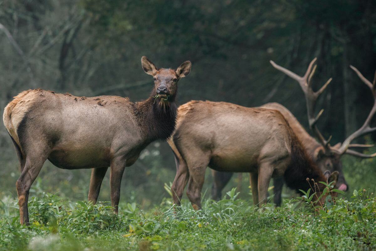 Two does and a bull elk pictured grazing on lush green vegetation in Montana.




