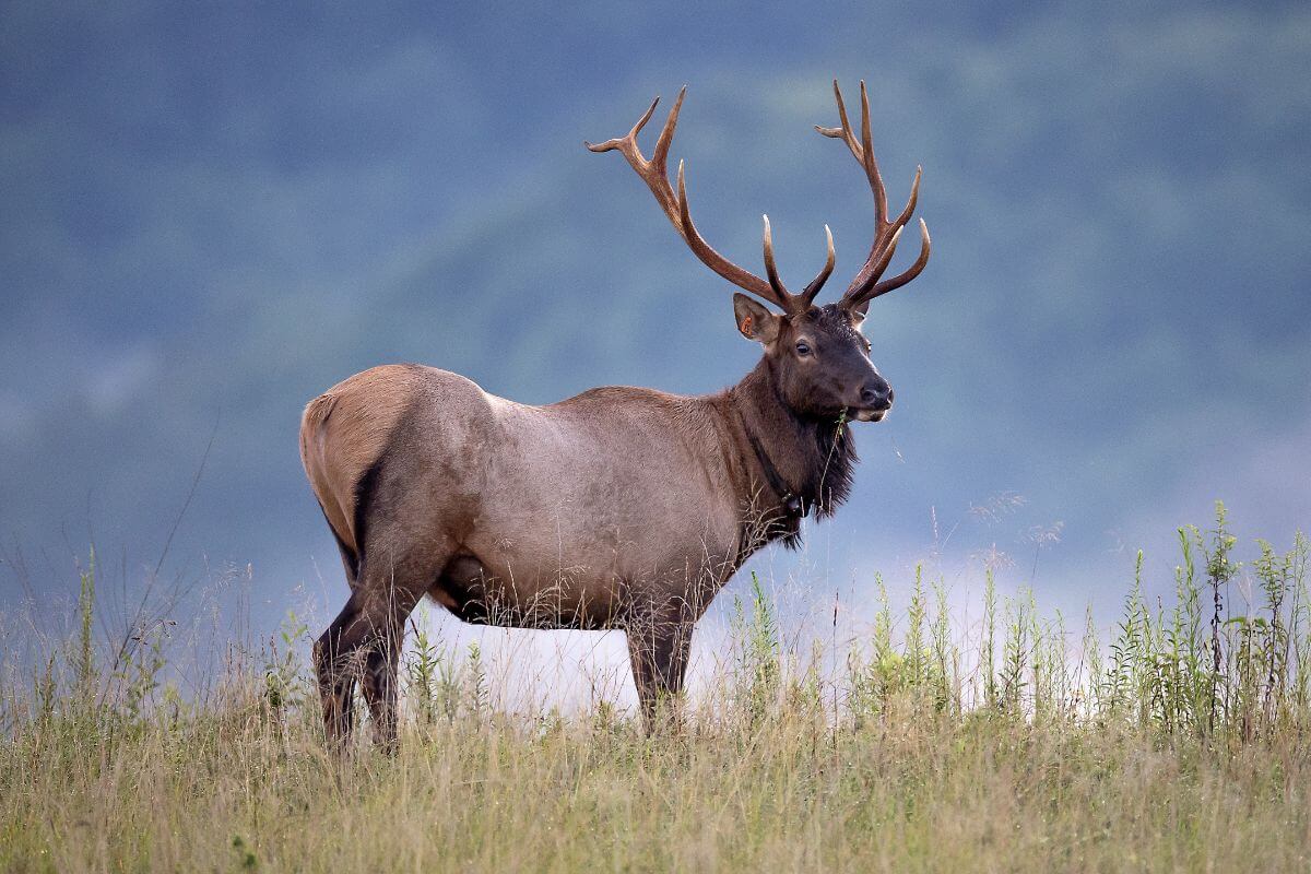 A majestic bull elk with antlers stands in a grassy field in Montana