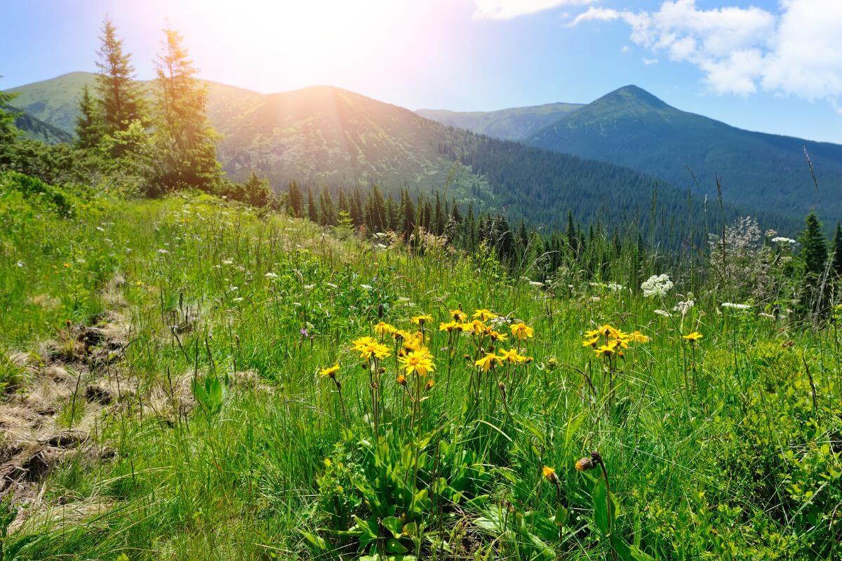 Sun is shining on a meadow full of wildflowers in Montana.