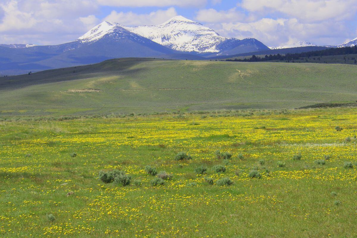 A field of yellow flowers in Montana.
