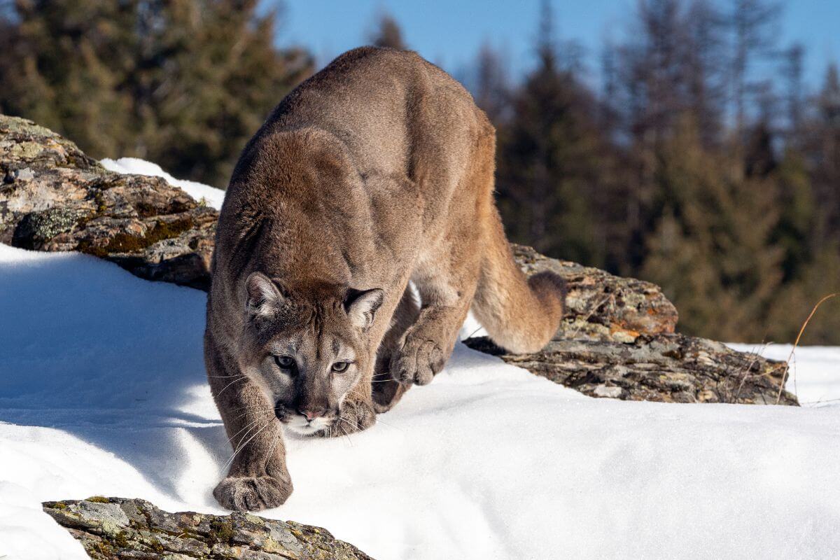 A mountain lion on a snow covered rock.