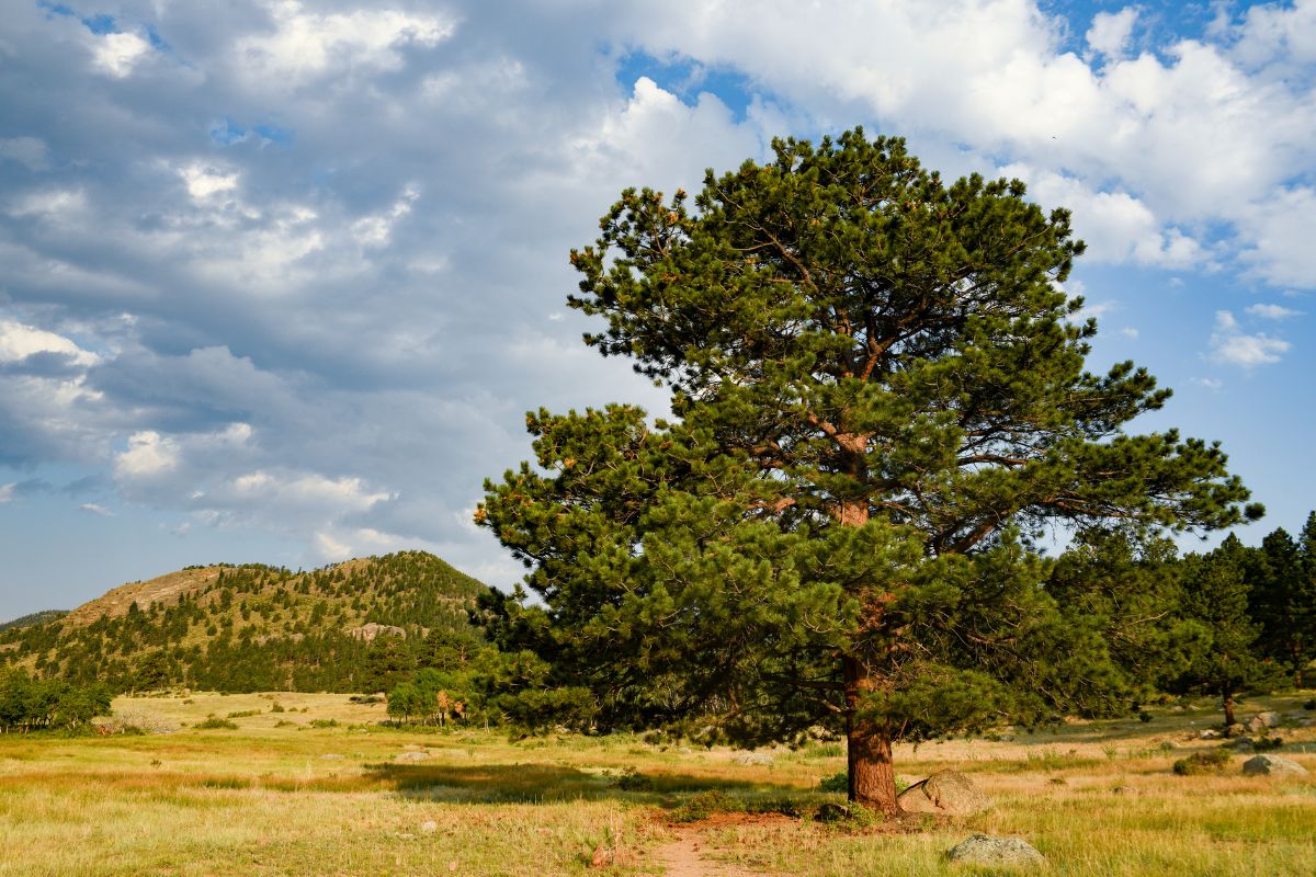 A Ponderosa Pine Tree Under a Blue Sky in Montana