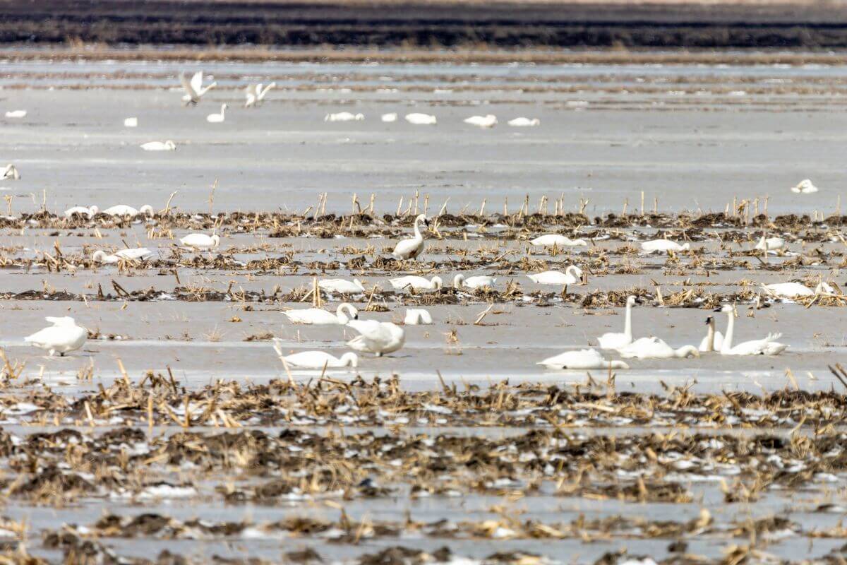 A group of swans graze in a frozen field during Montana swan hunting season