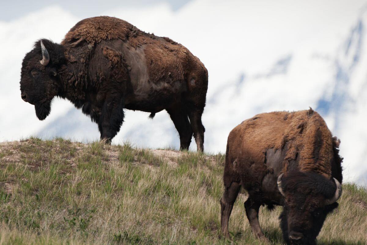 Two Bisons Grazing 