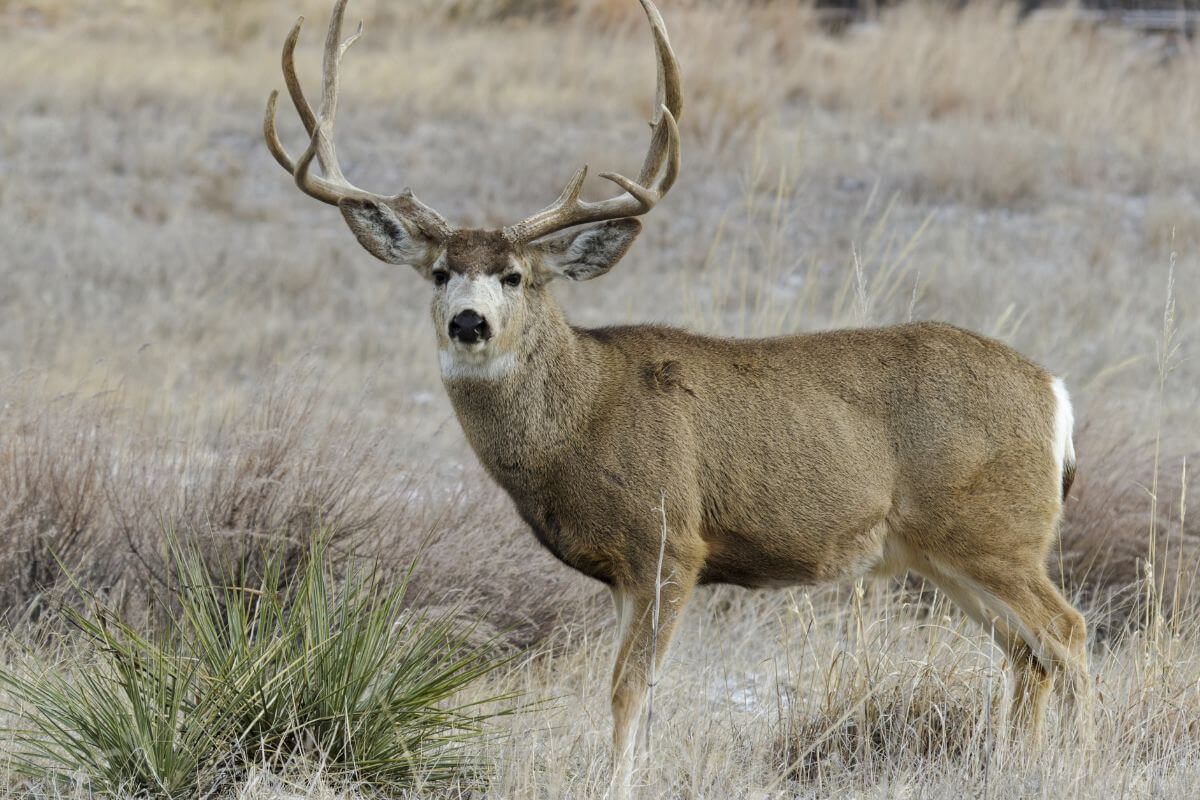 A mule deer standing in a dry field in Montana.