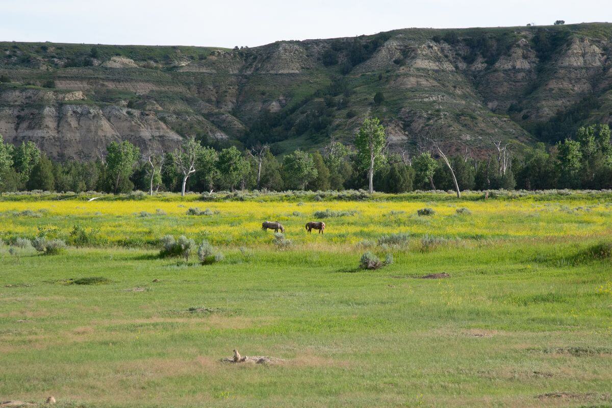 Badlands North Dakota Natural Resources and Wildlife