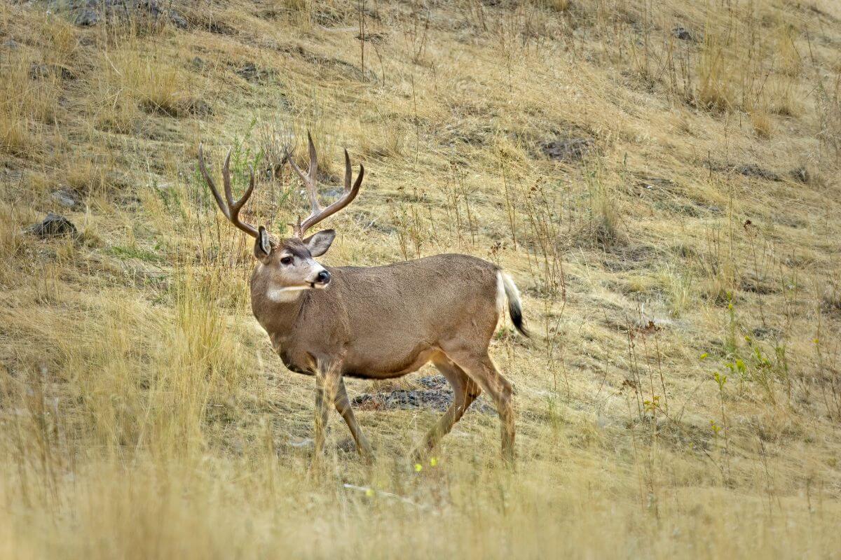 A white-tailed deer standing in a grassy field in Montana.