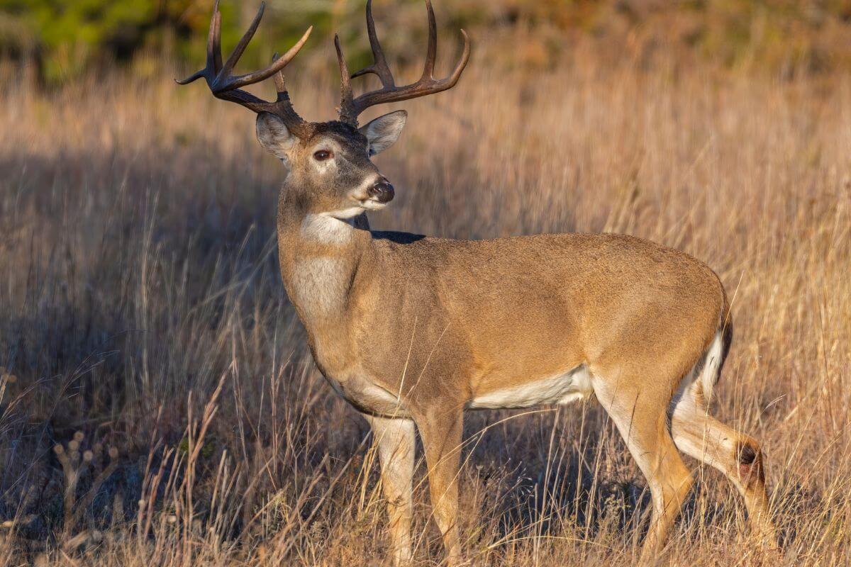 A Montana white-tailed deer with a large, branching antler rack stands alert in a golden grassland.