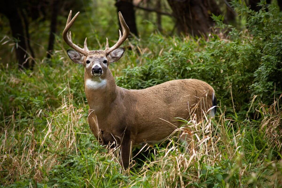 A whitetail deer buck stands majestically in a densely vegetated area in the Montana woods.