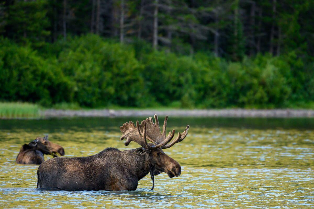 Two moose wade in a shallow lake surrounded by the lush green forest of a Montana Wildlife Refuge.