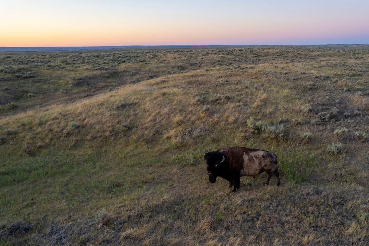 A Lone Bison on Montana's Prairie Reserve
