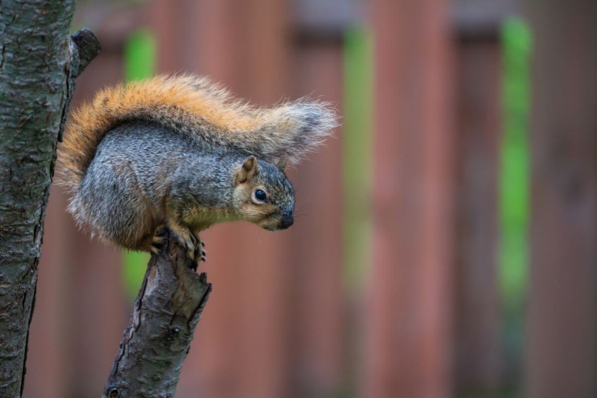 A Montana fox squirrel with a fluffy, orange-tipped tail perches on a tree branch in a backyard.