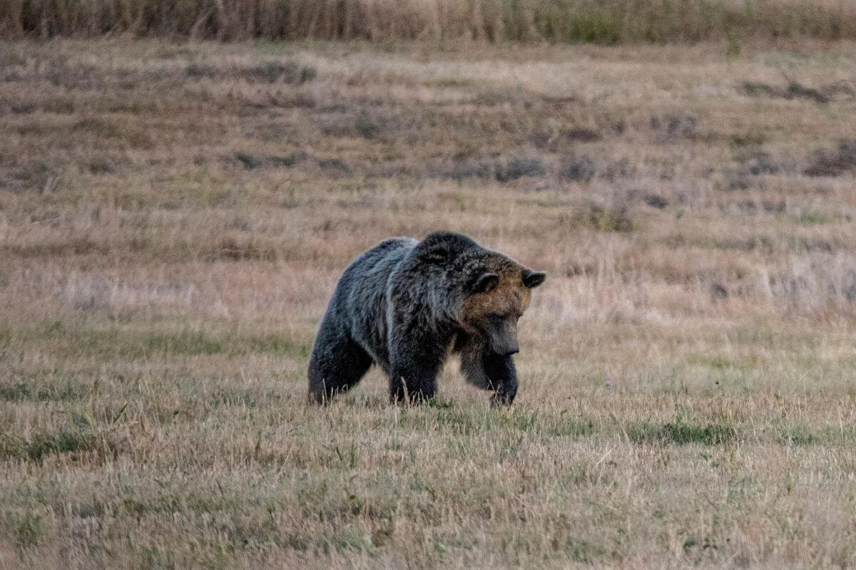 A Grizzly Bear in Montana’s Fields