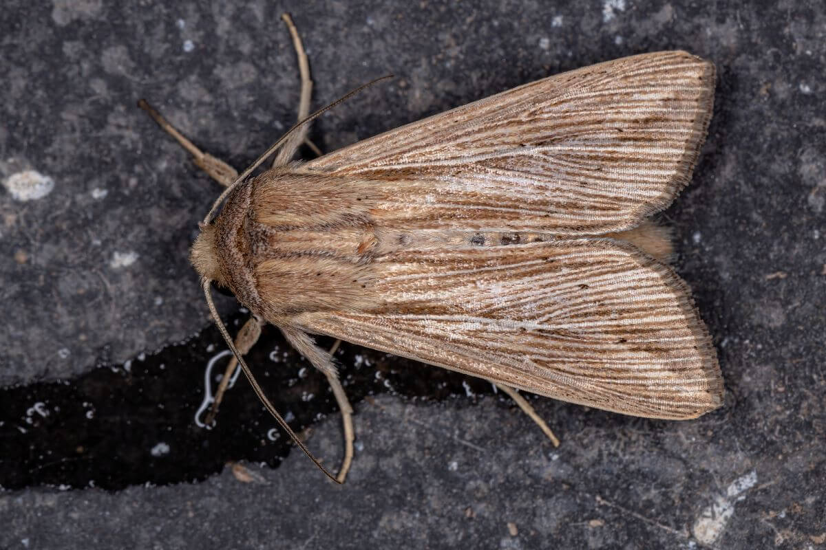 A Noctuidae Moth