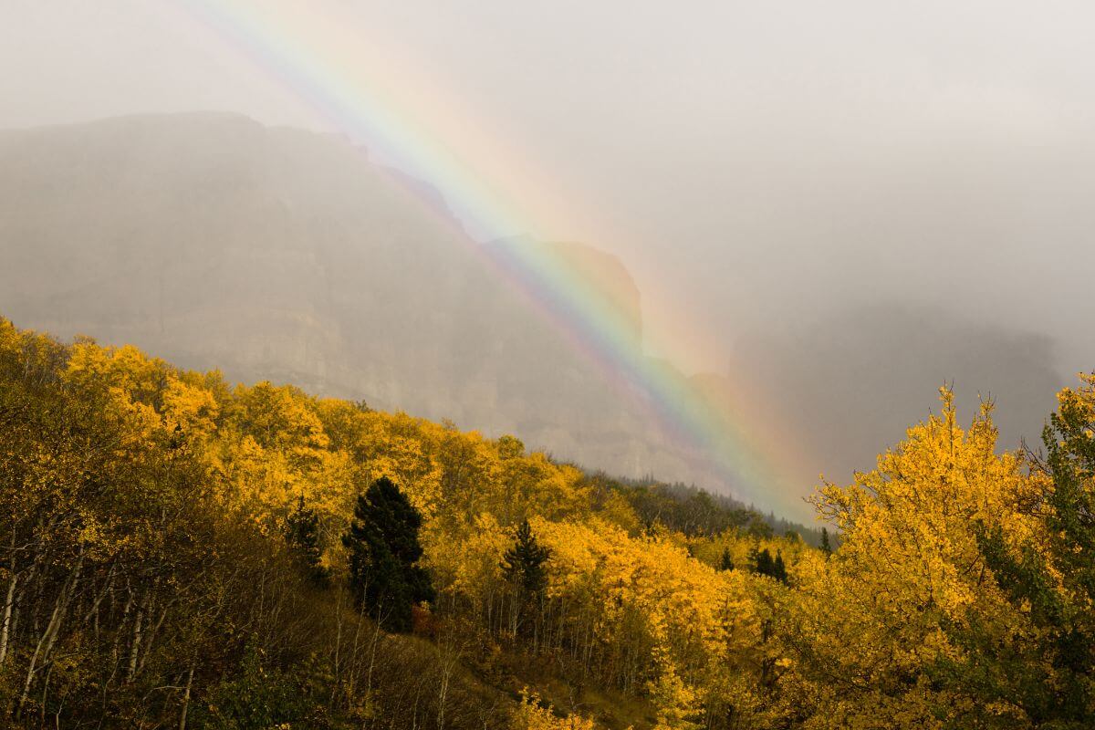 A rainbow over a forest of yellow trees in Montana.