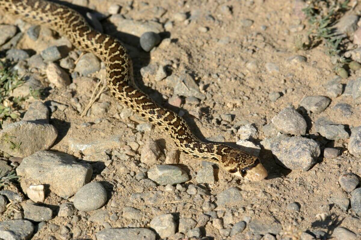 A Gophersnake, one of the patterned snakes in Montana, slithers across a rocky surface.