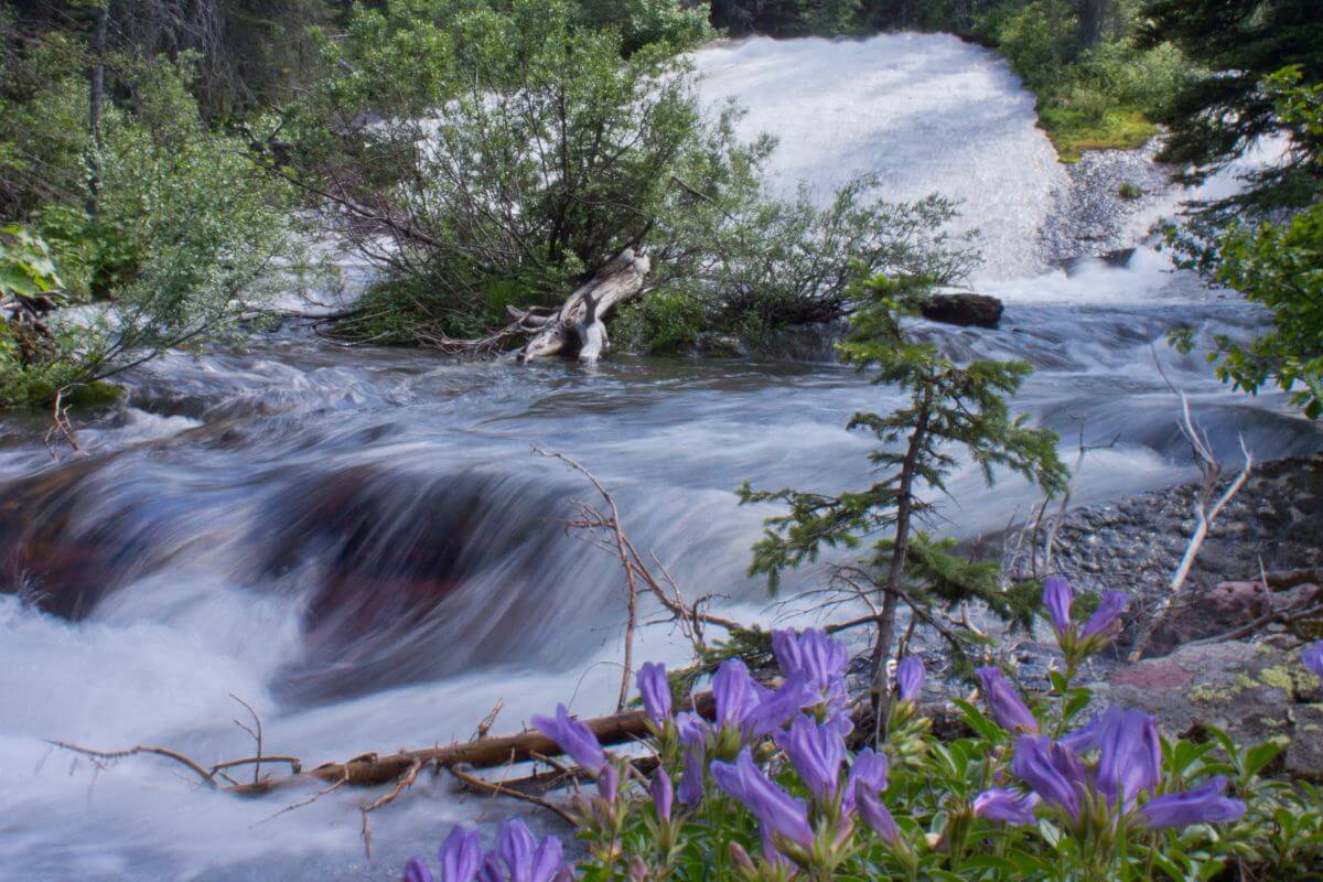 A peaceful mountain stream flows over rocks, with bright purple wildflowers in front and green plants around it.