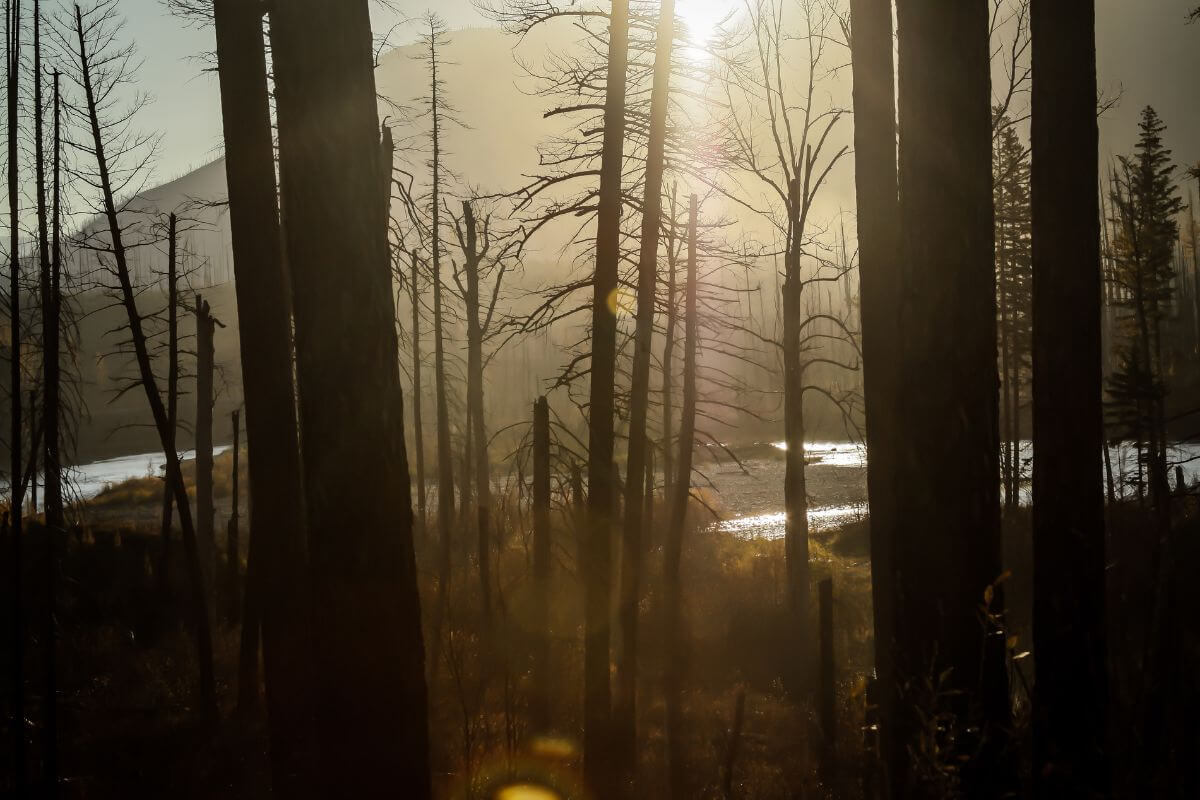 The sun shines through a forest of burnt trees in Montana.