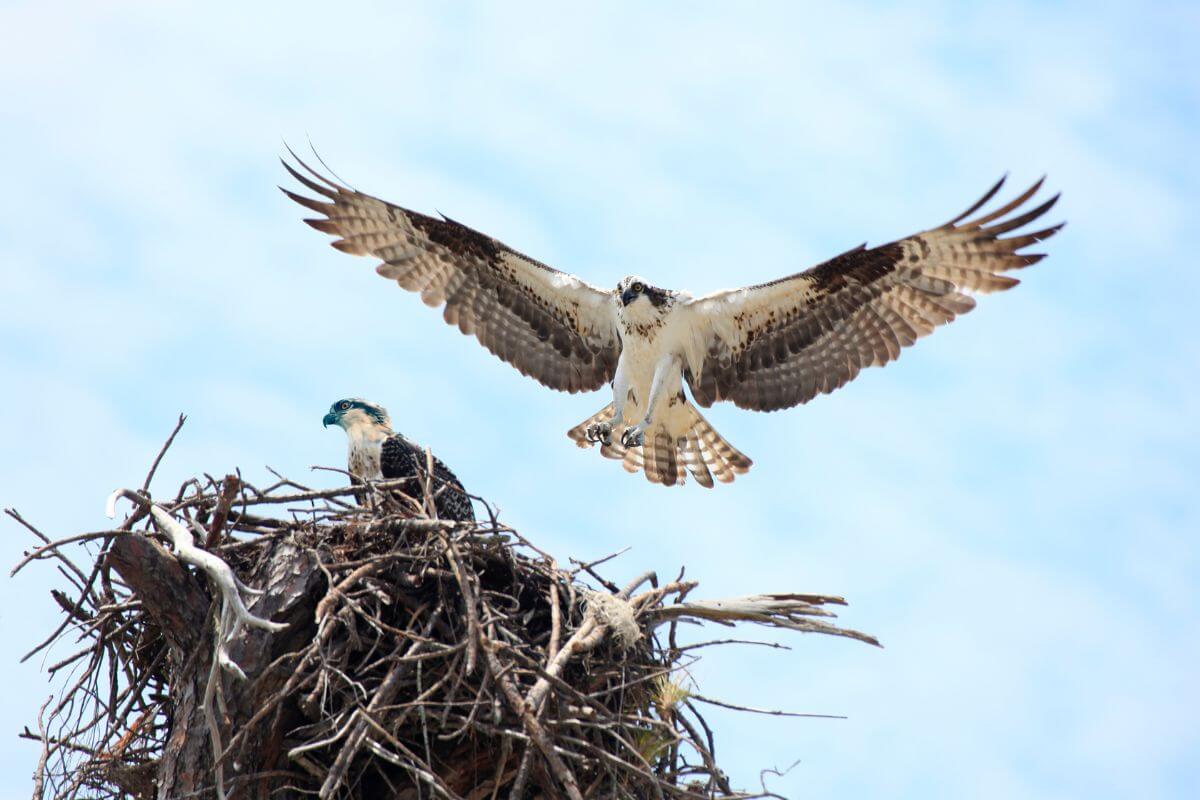 A Montana osprey with outstretched wings lands at its nest where another osprey awaits.
